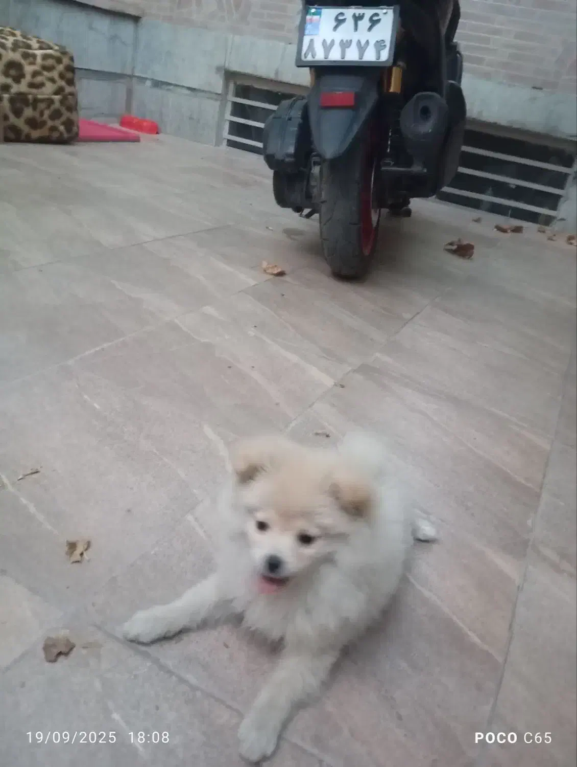 سگ پامرخرسی|سگ|اصفهان, عمان سامانی|دیوار