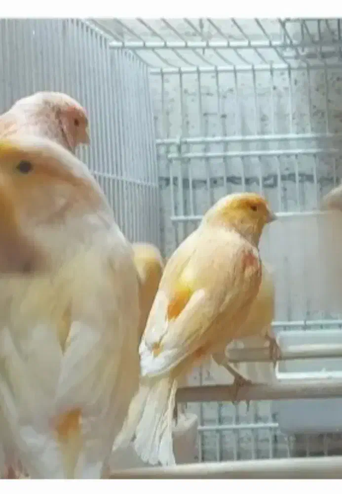 قناری|پرنده|قم, سراجه (۱۵ خرداد)|دیوار