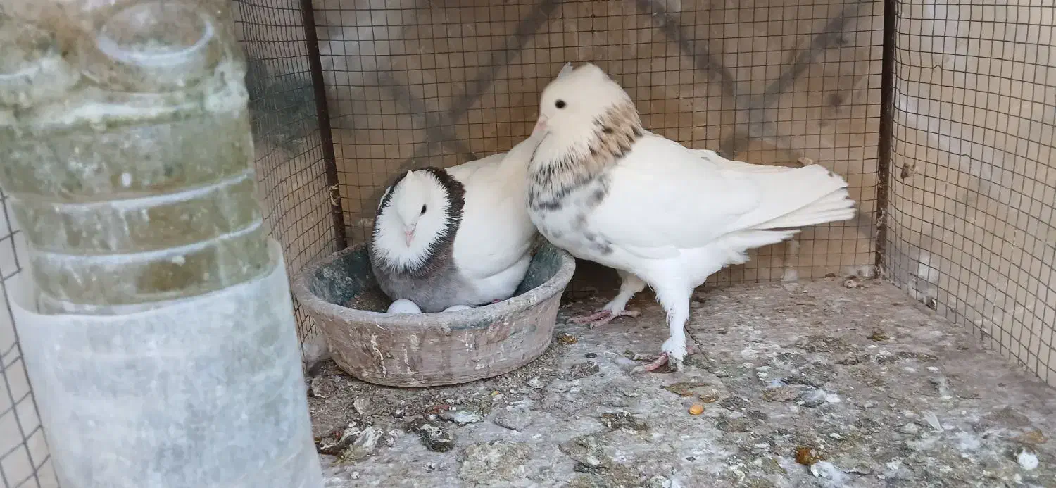 کفتر طوقی|پرنده|آران و بیدگل, |دیوار