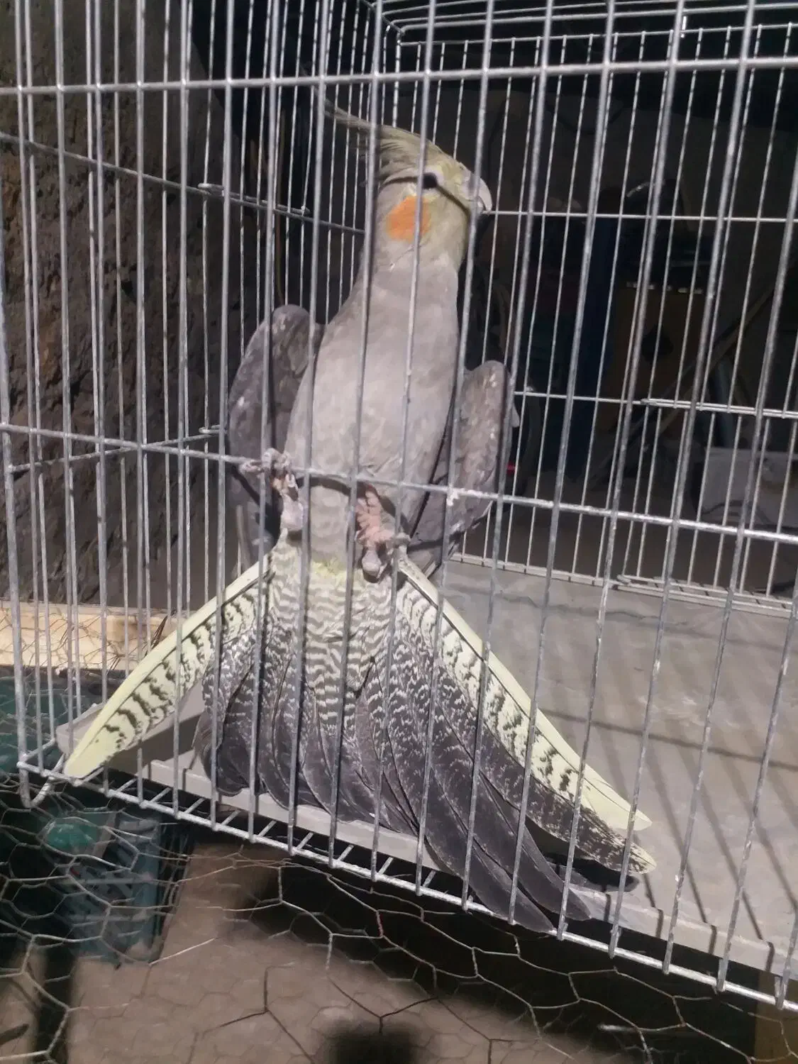 عروس هلندی|پرنده|میاندوآب, |دیوار