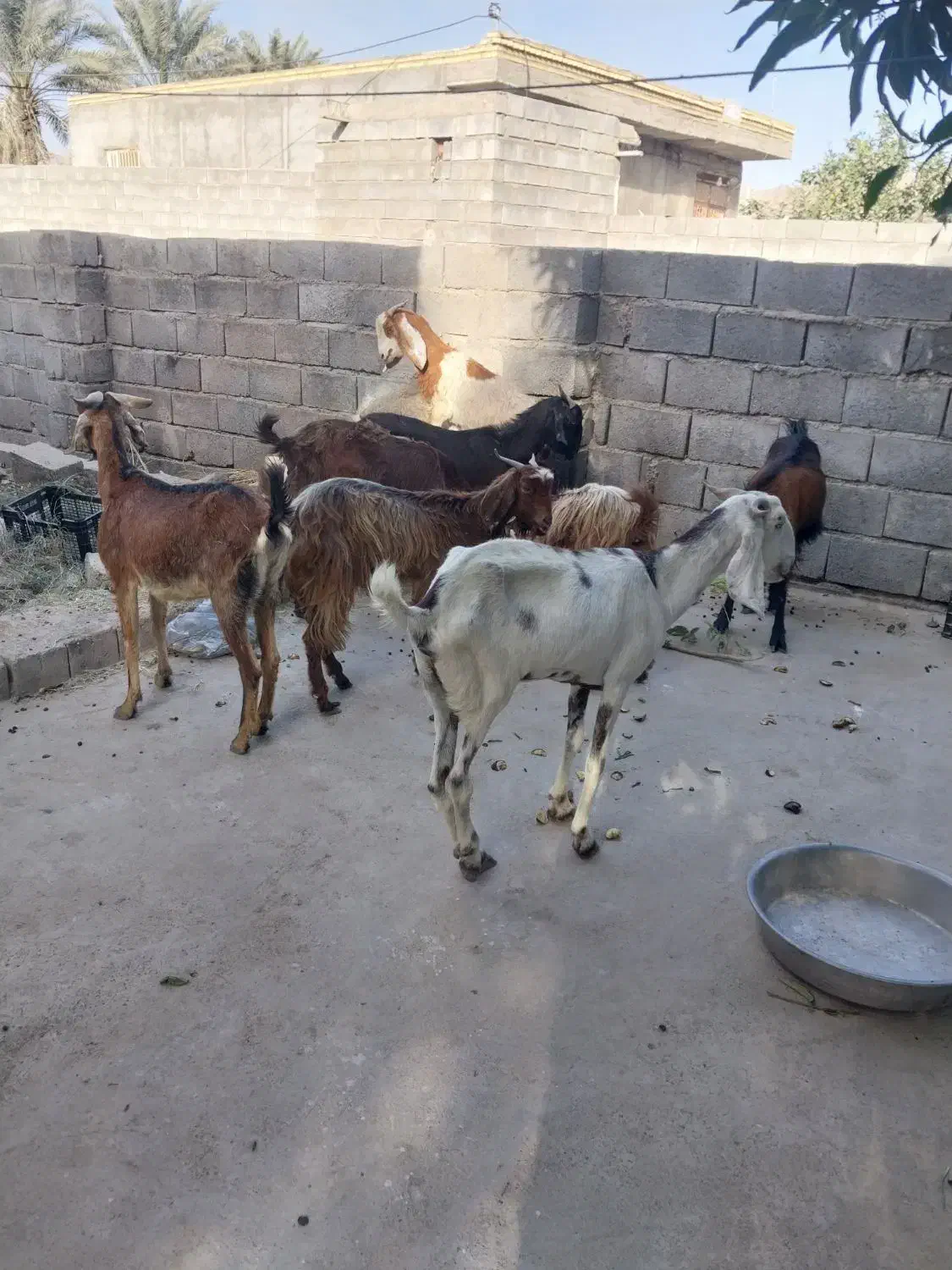 کهره فروشی|حیوانات مزرعه|میناب, |دیوار