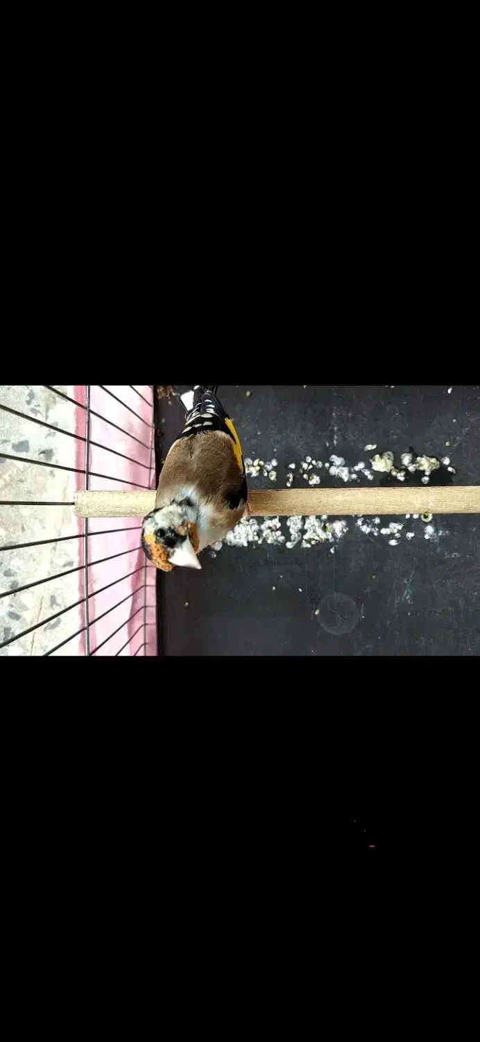 سهره جوجه سال|پرنده|دزفول, |دیوار