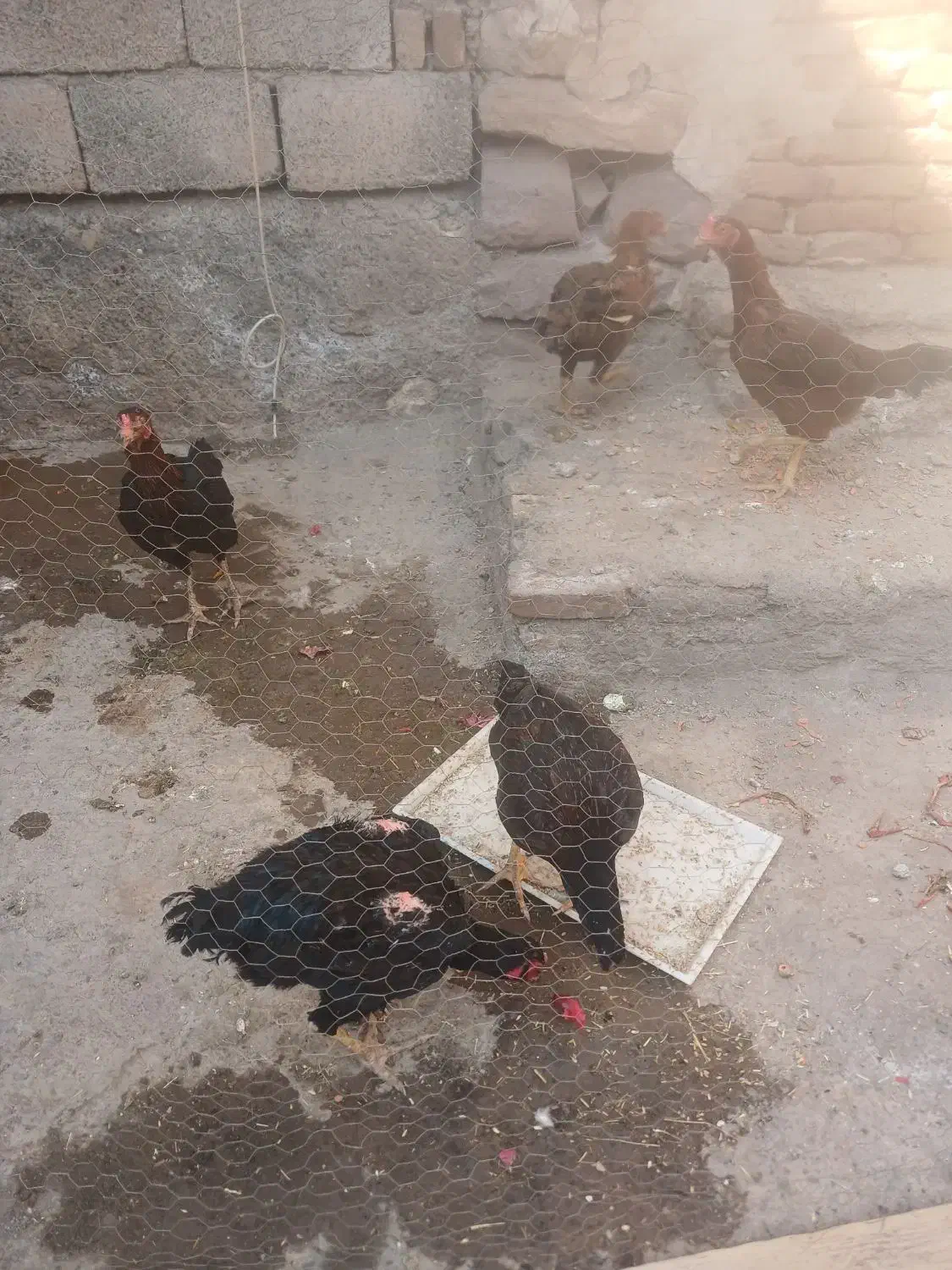 لاری|حیوانات مزرعه|ایواوغلی, |دیوار