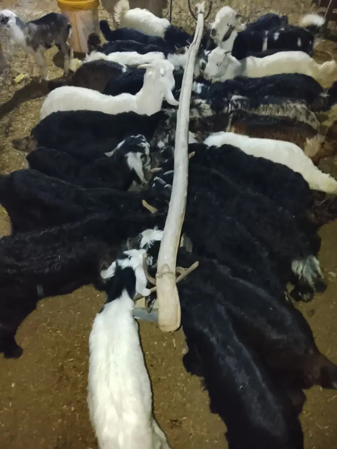 بروبیگ ترکی|حیوانات مزرعه|دزفول, |دیوار