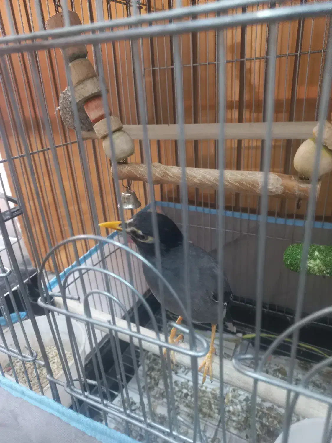 مینا و جوجه عروس هلندی|پرنده|یزد, |دیوار