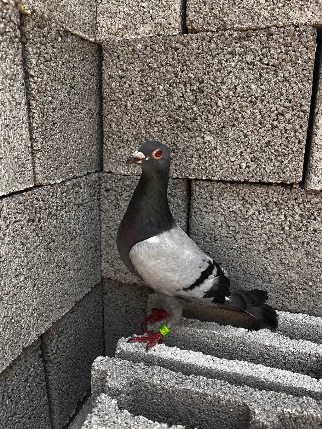پلاکی|پرنده|خمینی‌شهر, |دیوار