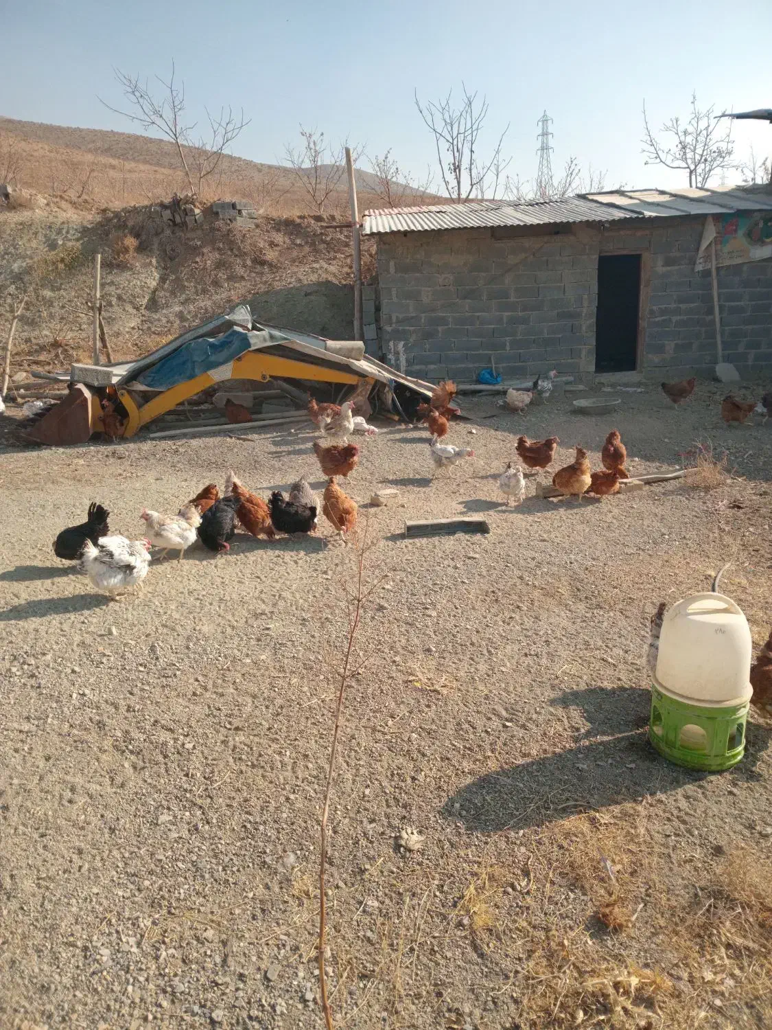 مرغ محلی تخمگذار|حیوانات مزرعه|رودهن, |دیوار