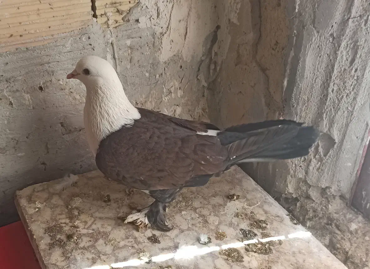 نر کلسفید|پرنده|قم, زنبیل آباد|دیوار