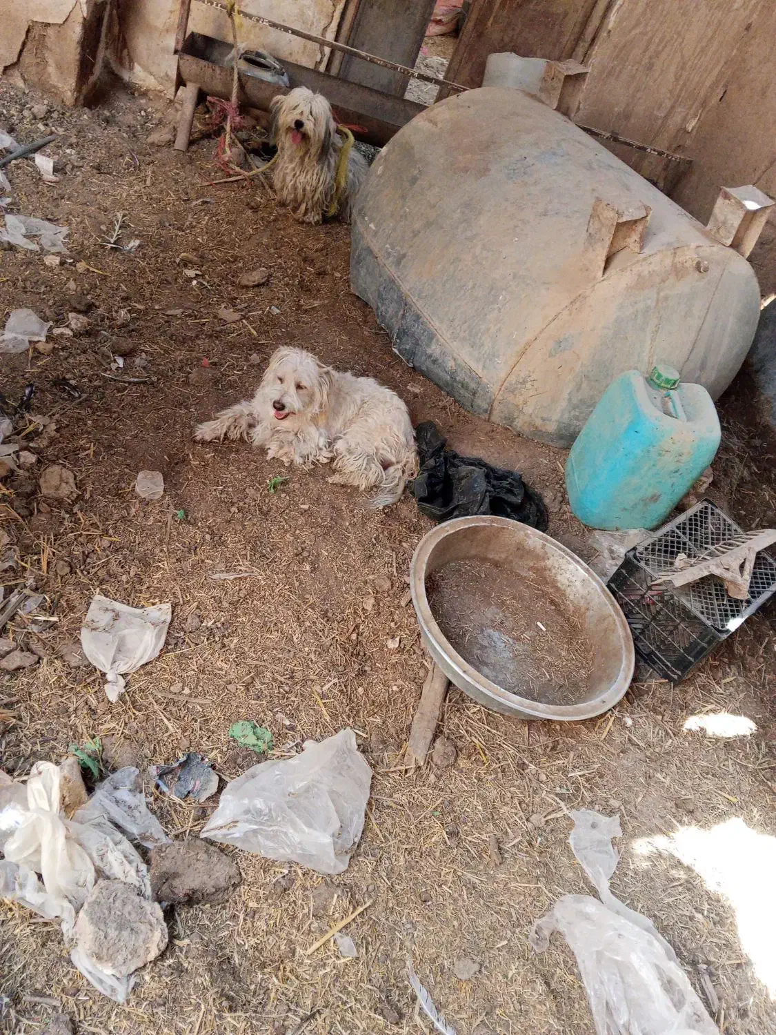 سه عدد سگ پاکوتاه|سگ|داراب, |دیوار