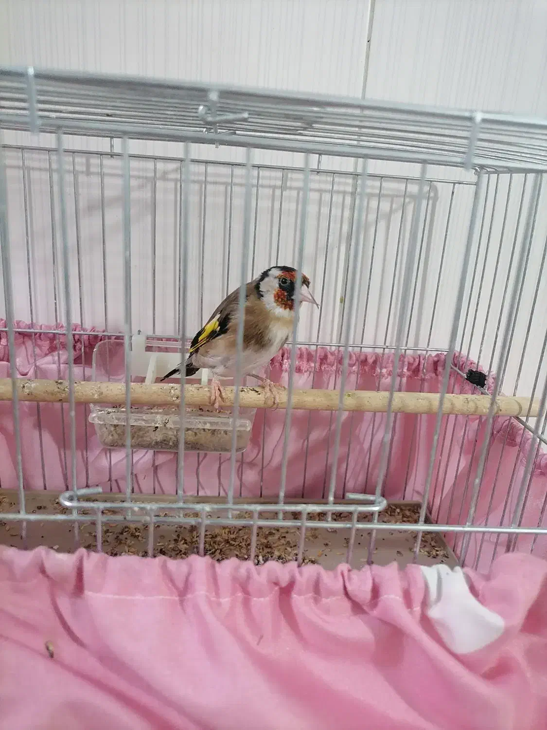 پرنده سهره اهلی نر|پرنده|تبریز, |دیوار