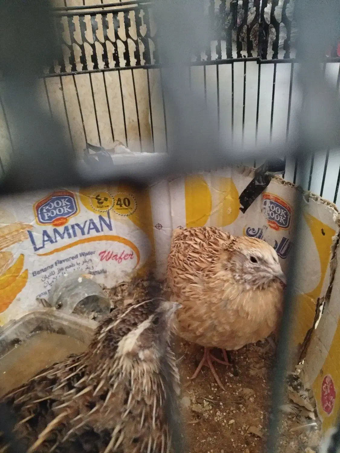 تعویض یک عدد بلدرچین|پرنده|شیراز, طلاب|دیوار