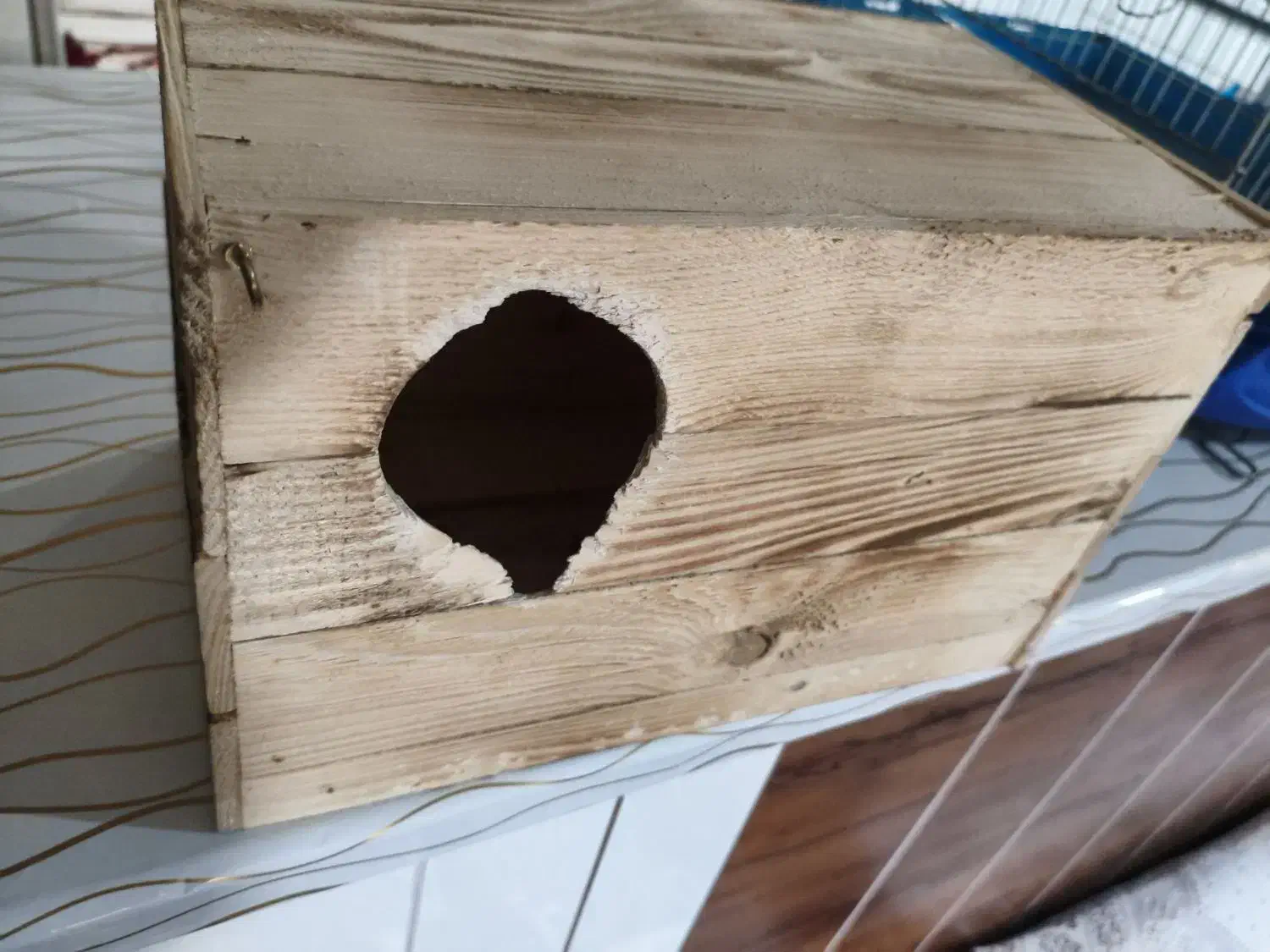 عروس هلندی|لوازم جانبی حیوانات|خورموج, |دیوار