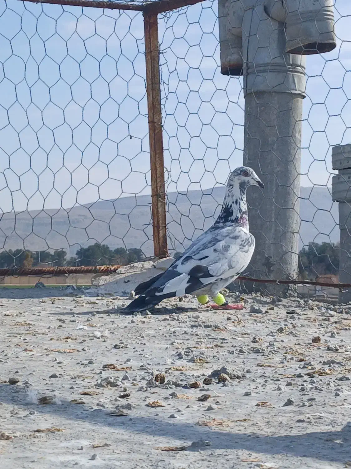 گلی سبز ماده|پرنده|مرودشت, شهرک مهدیه|دیوار