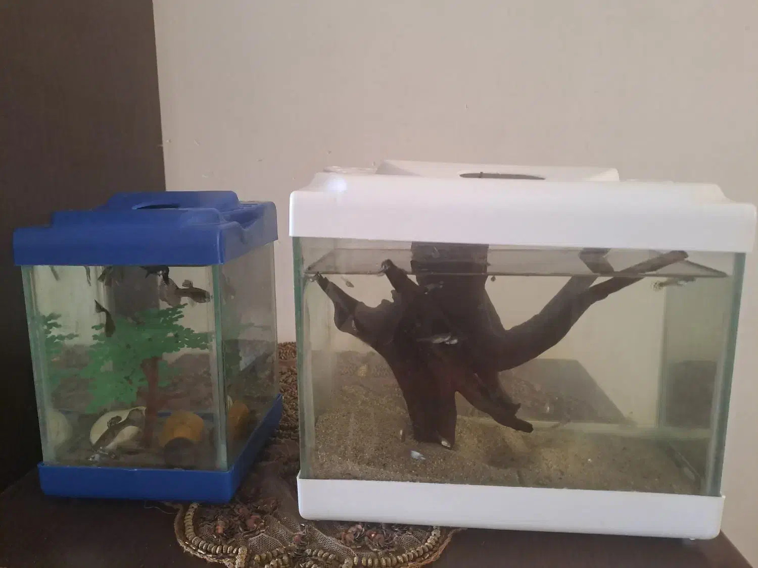 ماهی کوپی و شیشه اکواریوم کوچیک|ماهی|اردبیل, |دیوار