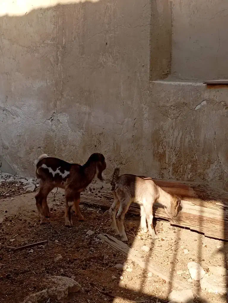 بز پاکستانی|حیوانات مزرعه|چغادک, |دیوار