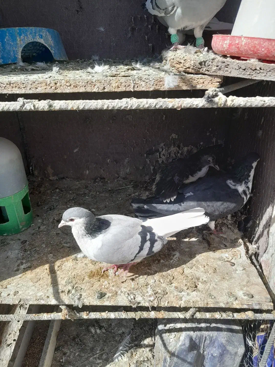 یک حفت ریش سیاه  نره ماده ساده سبز|پرنده|زاهدان, |دیوار