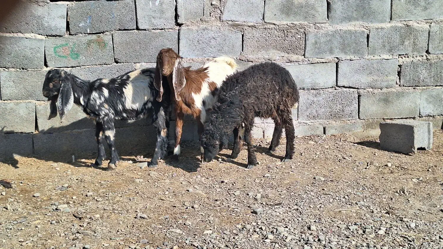 ۲ تا کره یک بره|حیوانات مزرعه|رفسنجان, |دیوار