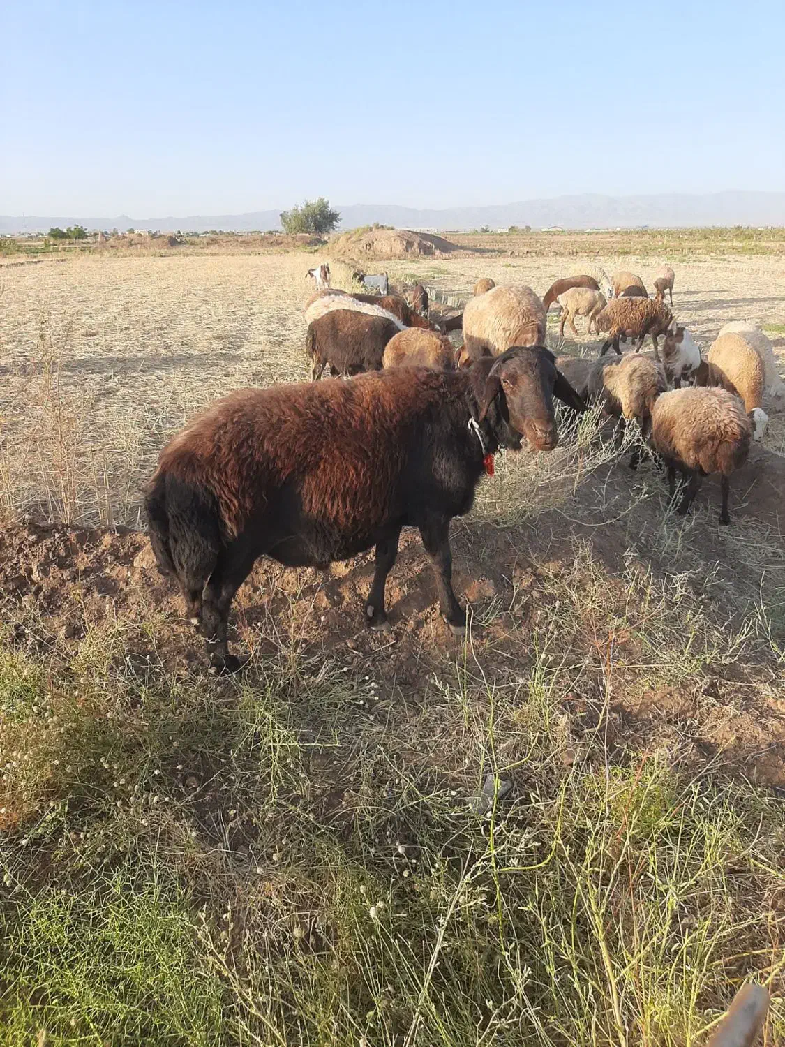 قوچ افشاری|حیوانات مزرعه|عطاملک, |دیوار