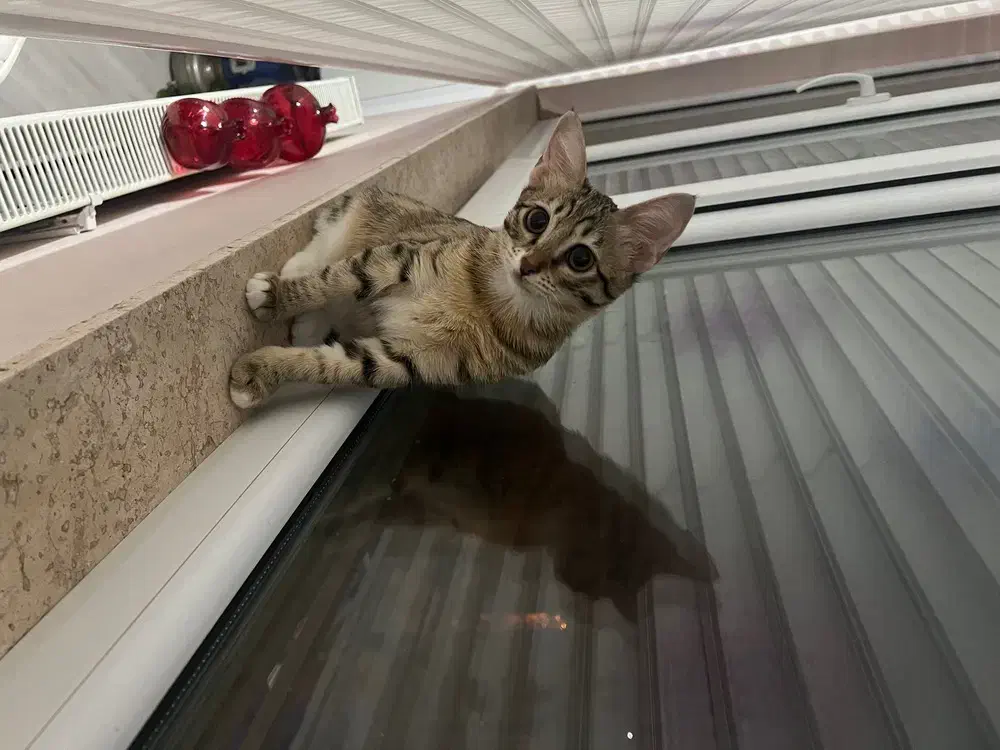 واگذاری گربه|گربه|اردبیل, |دیوار