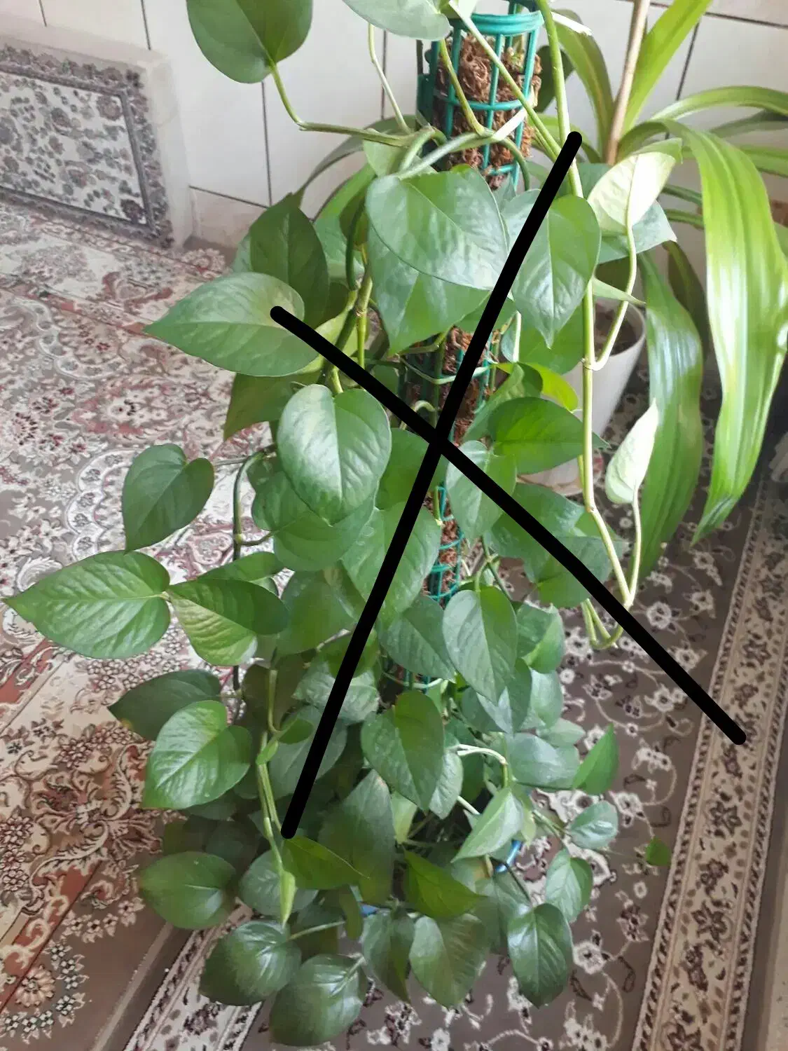 گل ذرتی شاداب|گل و گیاه طبیعی|شیراز, شهرک مهدی‌آباد|دیوار