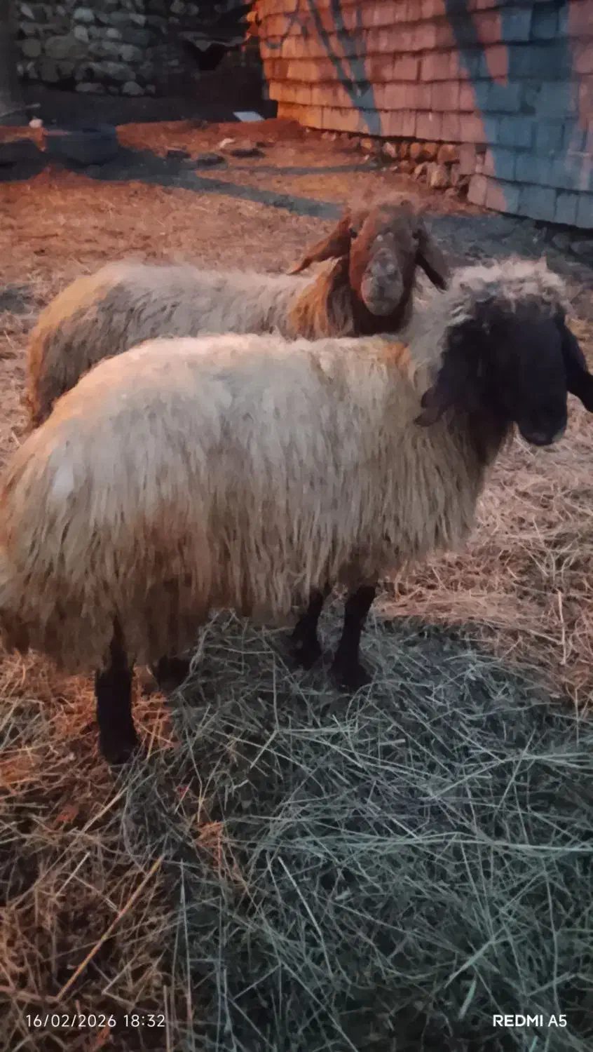 دو قوچ|حیوانات مزرعه|سیلوانه, |دیوار