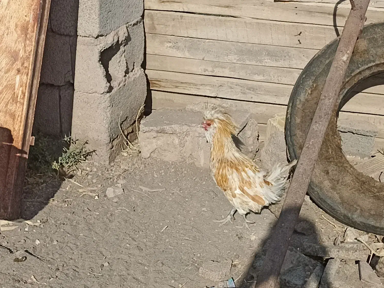 ۳عدد  خروس و ۲عدد بوقلمون ماده|حیوانات مزرعه|رفسنجان, |دیوار