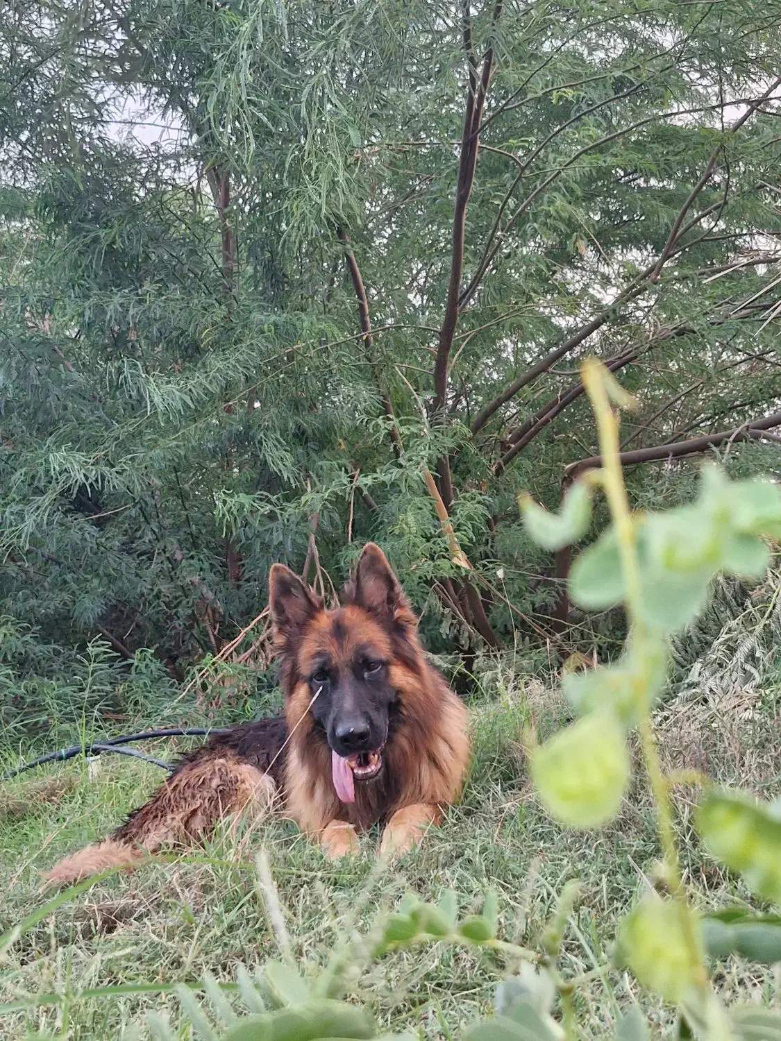 سگ ژرمن شپرد|سگ|شمیل, |دیوار