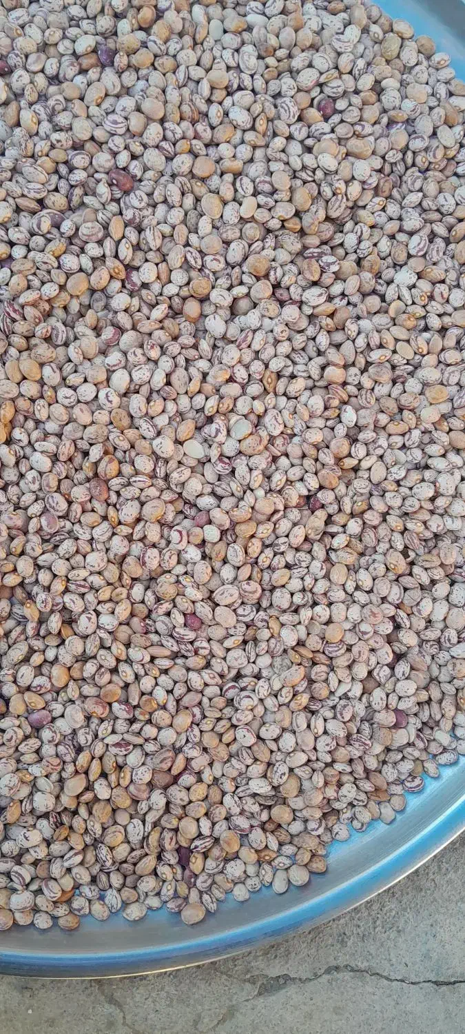 لوبیا چیتی برداشت امسال|عمدهفروشی|نظر کهریزی, |دیوار