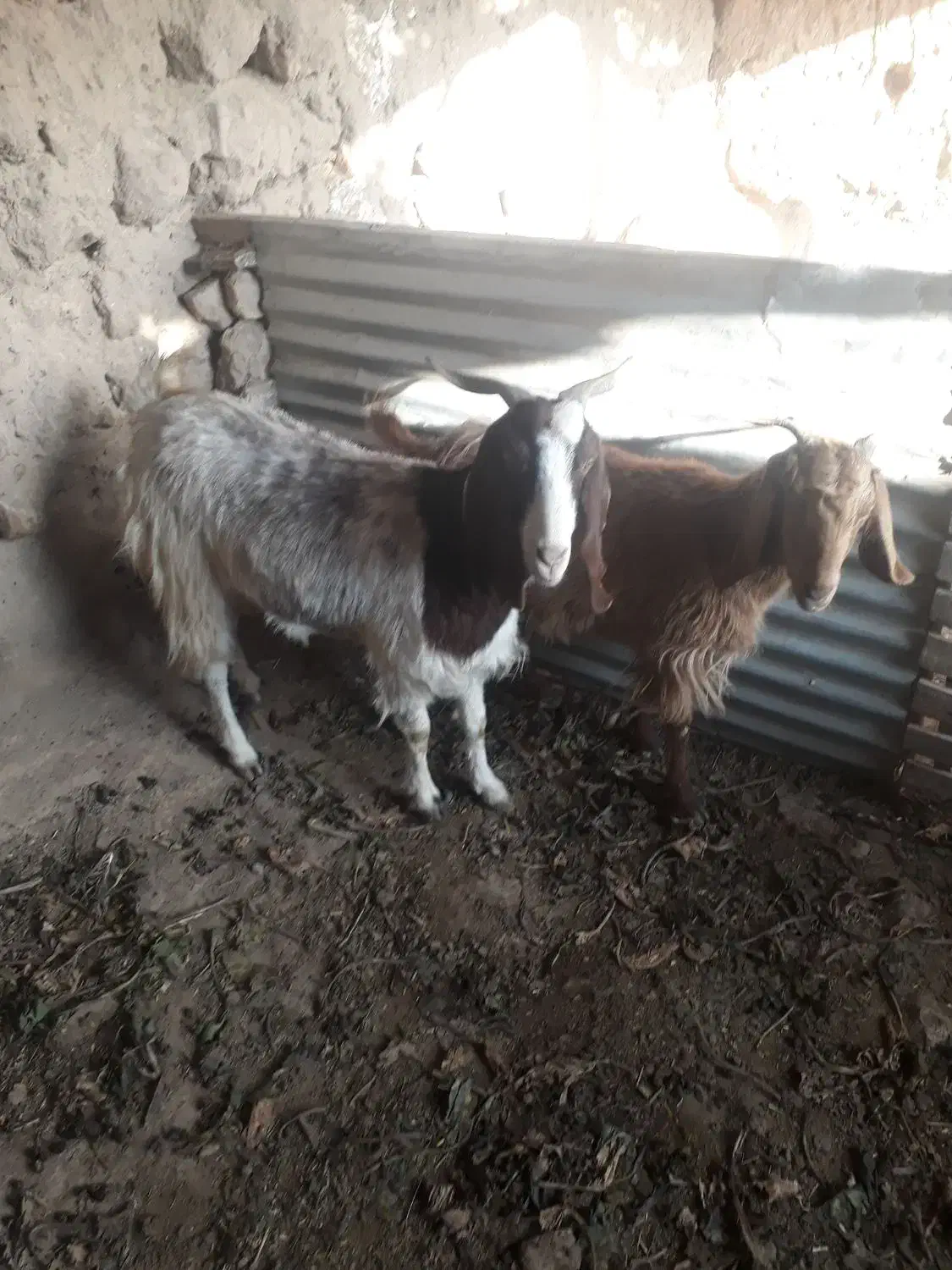 بز بزغاله بره|حیوانات مزرعه|گناباد, |دیوار