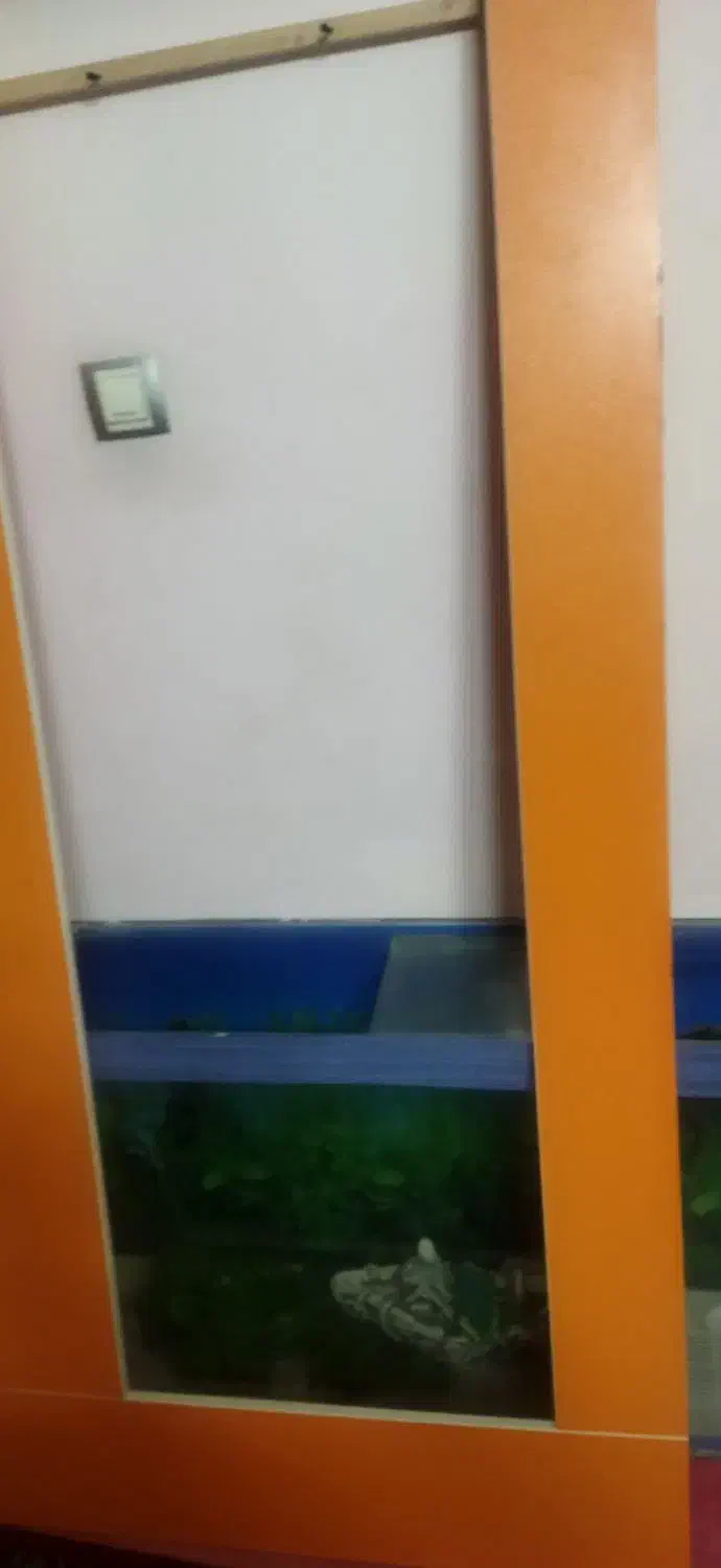 اکواریوم|ماهیگیری|بیرجند, |دیوار