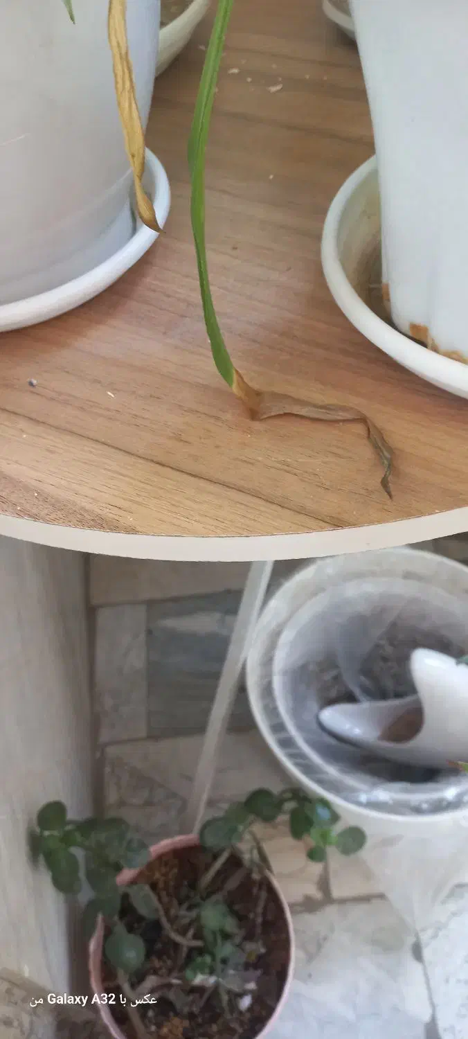 میز خاطره با پایه محکم|میز تلفن|قدس, شهرقدس|دیوار