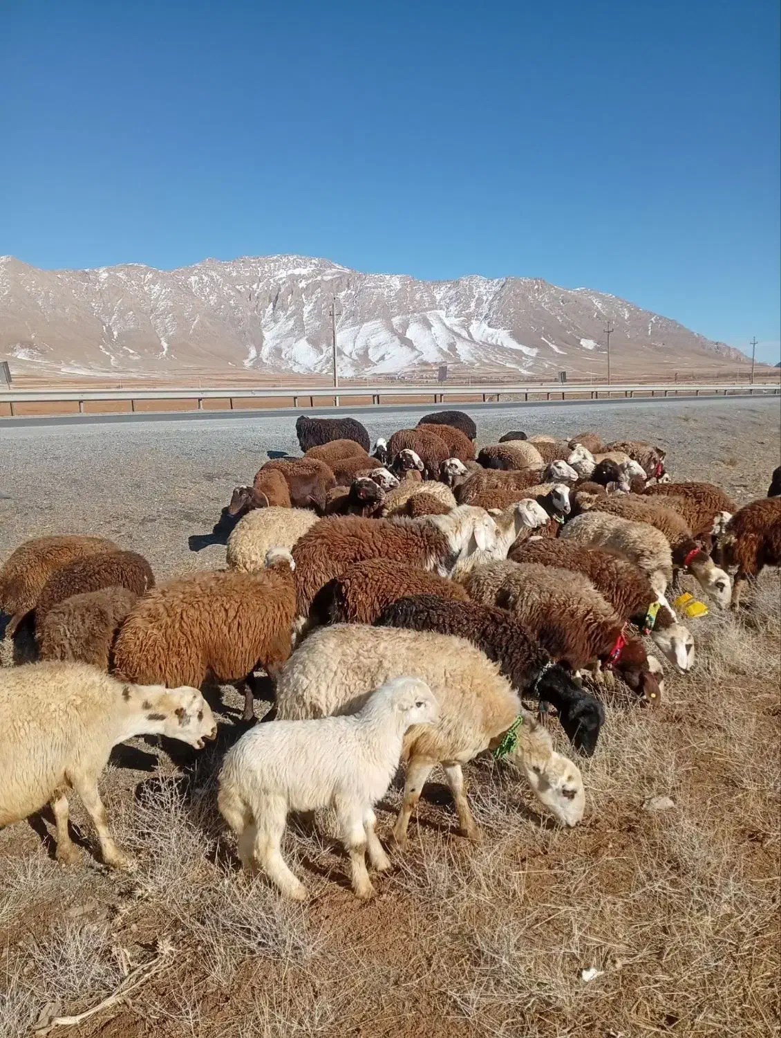 64عدد شیشک پلنگی|حیوانات مزرعه|بیرانوند, |دیوار