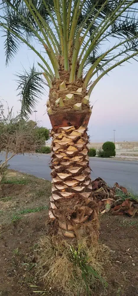 انجامه تمام کار های نخل او باغچه او علف زنی|خدمات باغبانی و درختکاری|شادگان, |دیوار