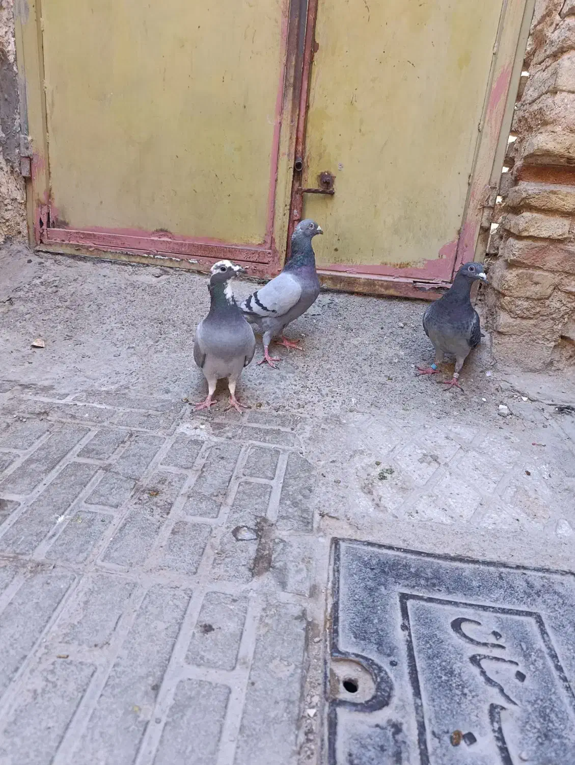 کبوتر مسافتی|پرنده|سمنان, |دیوار