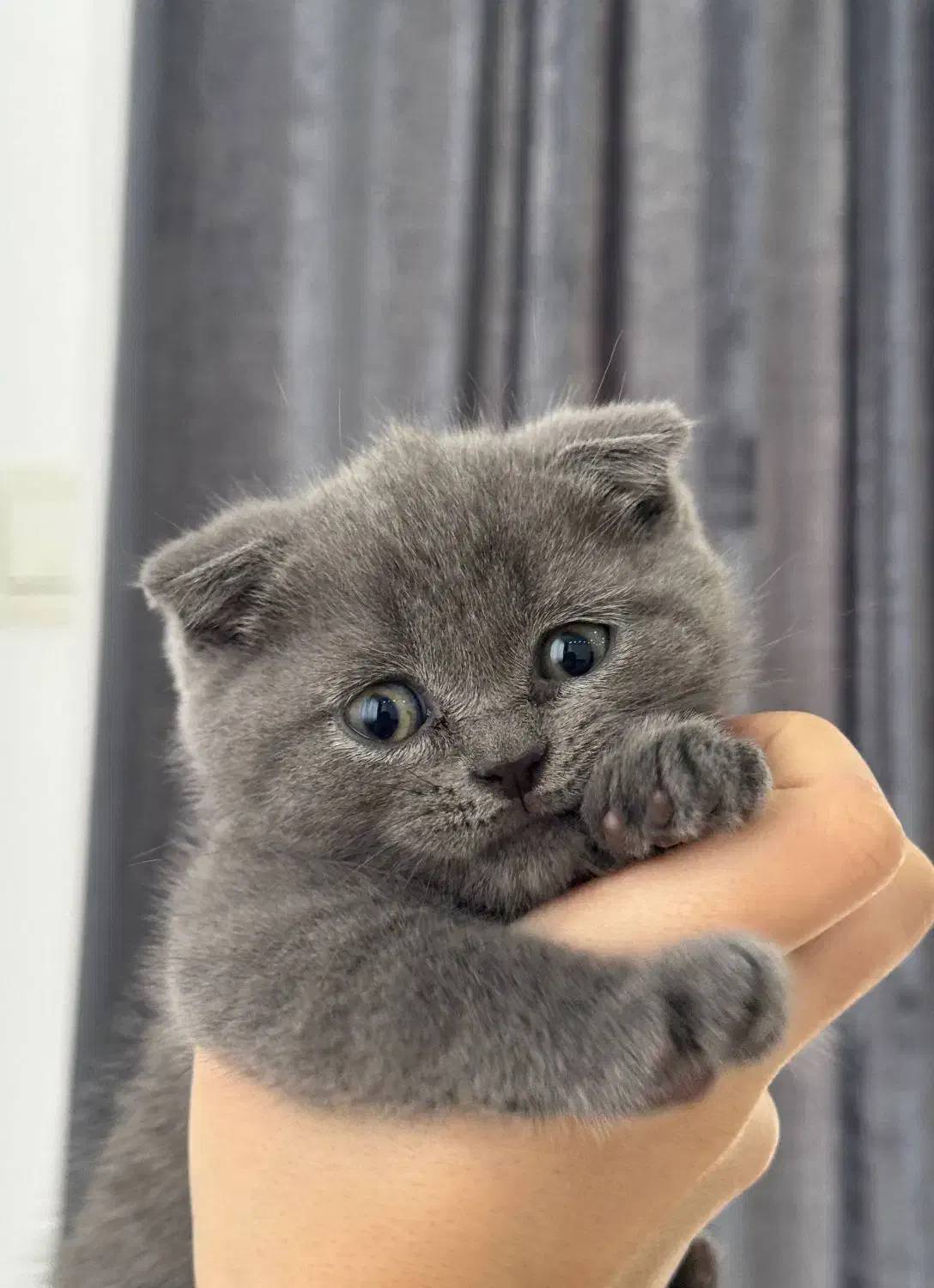 گربه اسکاتیش فولد|گربه|صومعه‌سرا, |دیوار