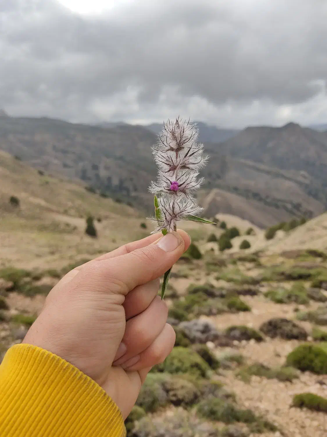 700کیلو کاه پردانه پرمغز خارشتر|حیوانات مزرعه|فیروزه, |دیوار