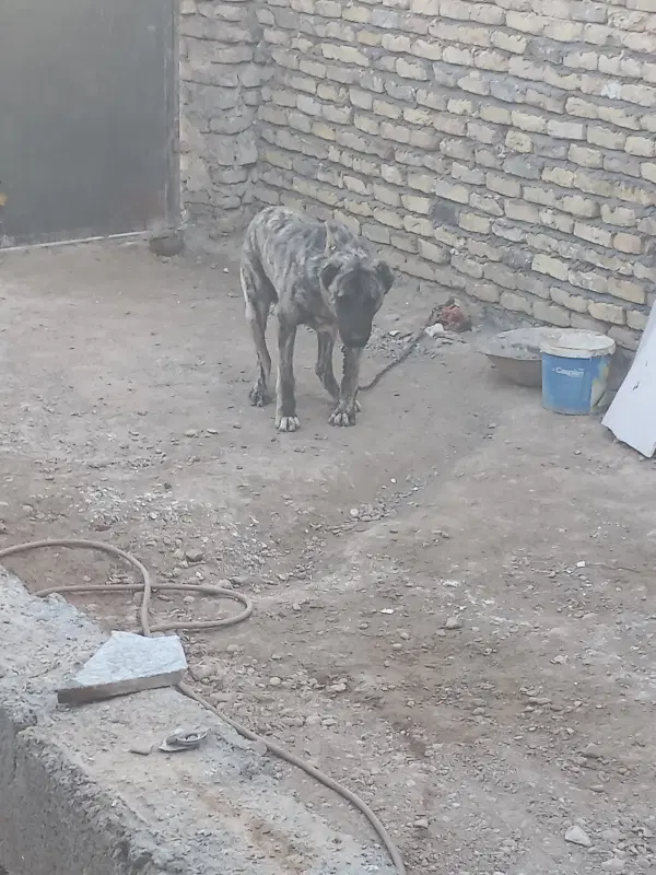 سگ نگهبان|سگ|مشهد, تبادکان|دیوار