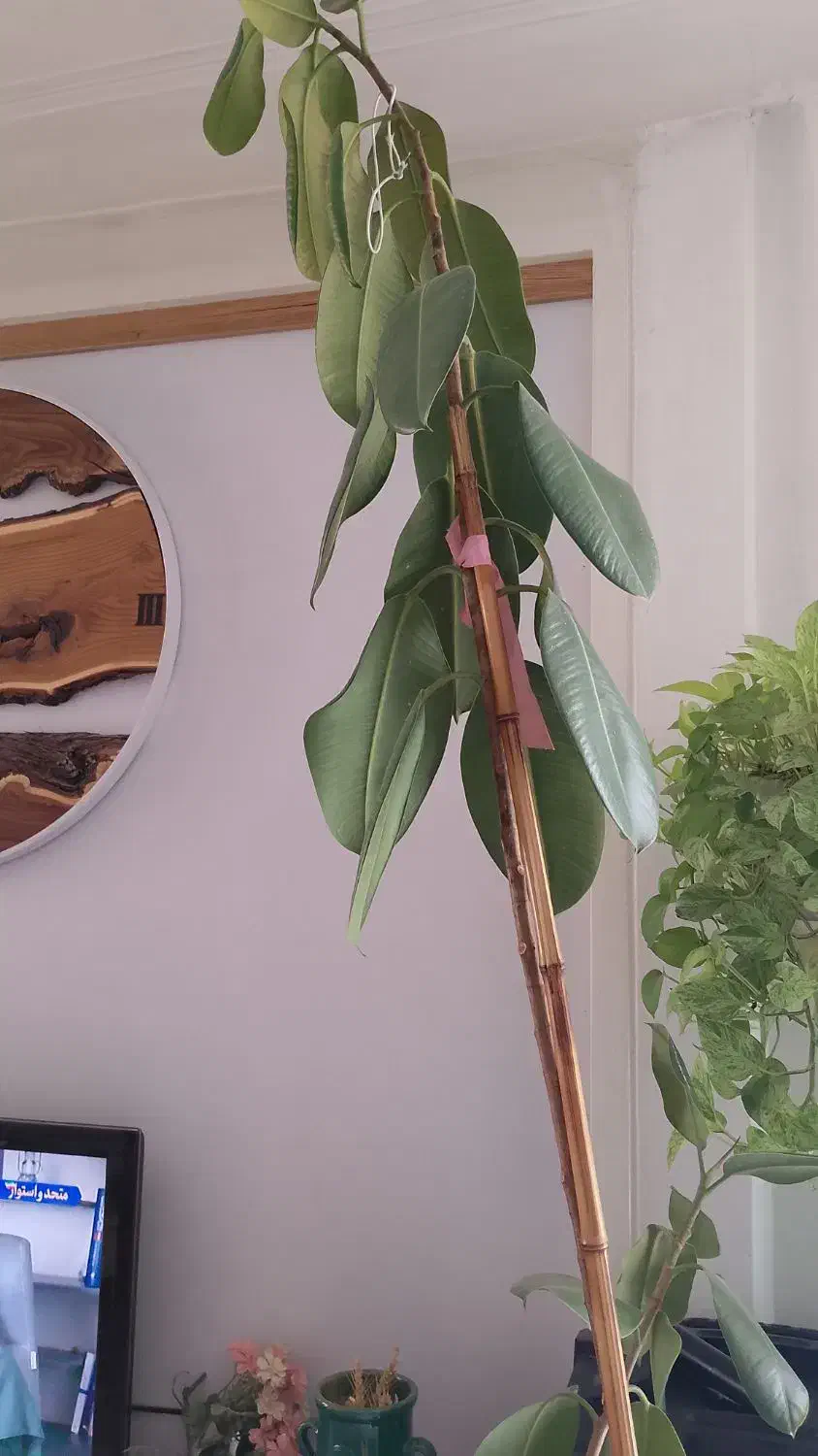 گل فیکوس|گل و گیاه طبیعی|باقرشهر, |دیوار