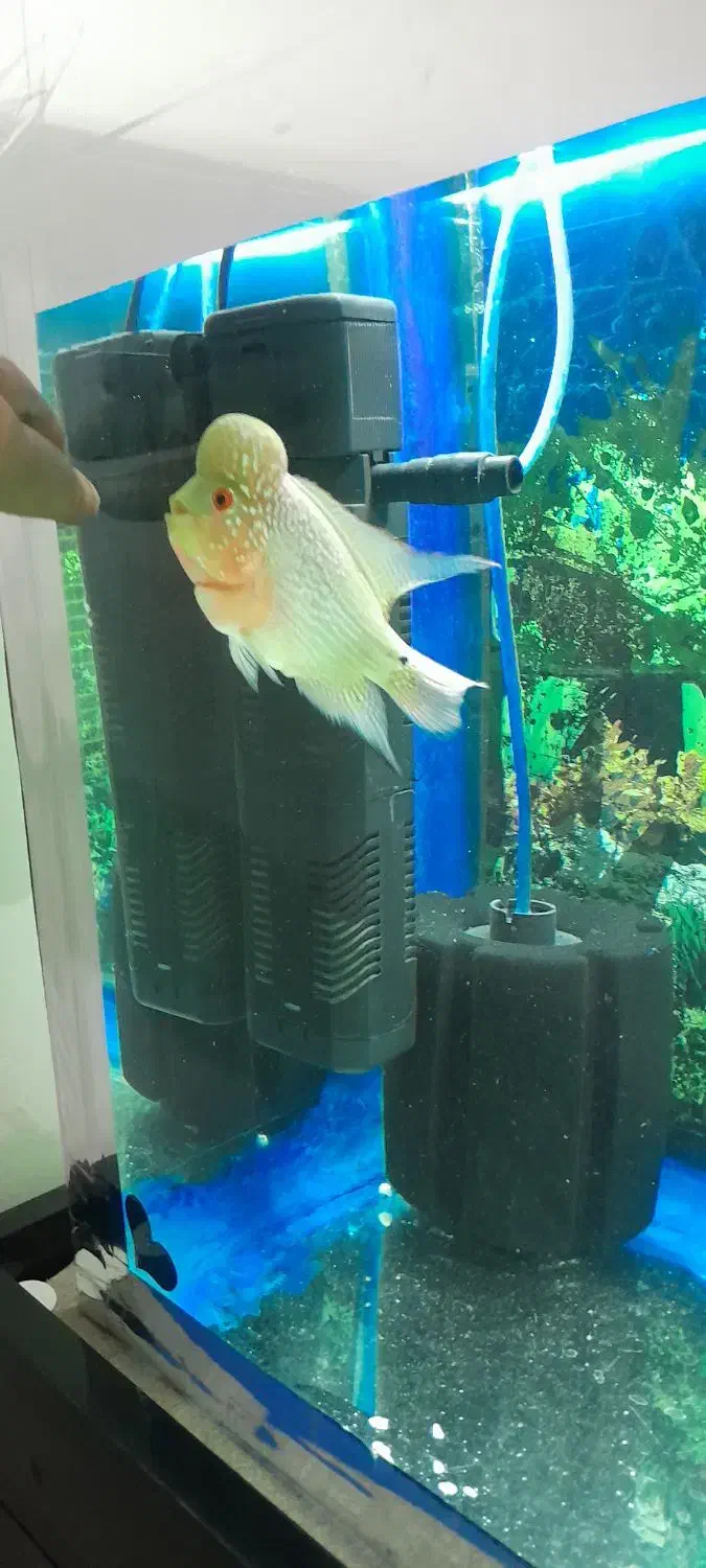 اکواریوم|ماهی|سلماس, |دیوار