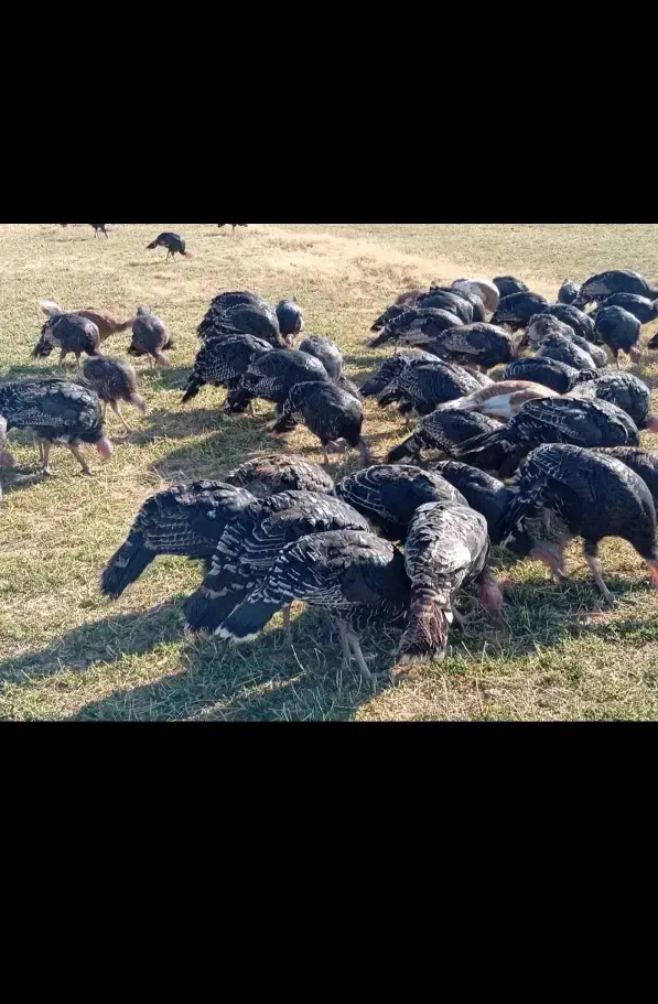 بوقلمون|حیوانات مزرعه|شیراز, حومه شیراز|دیوار