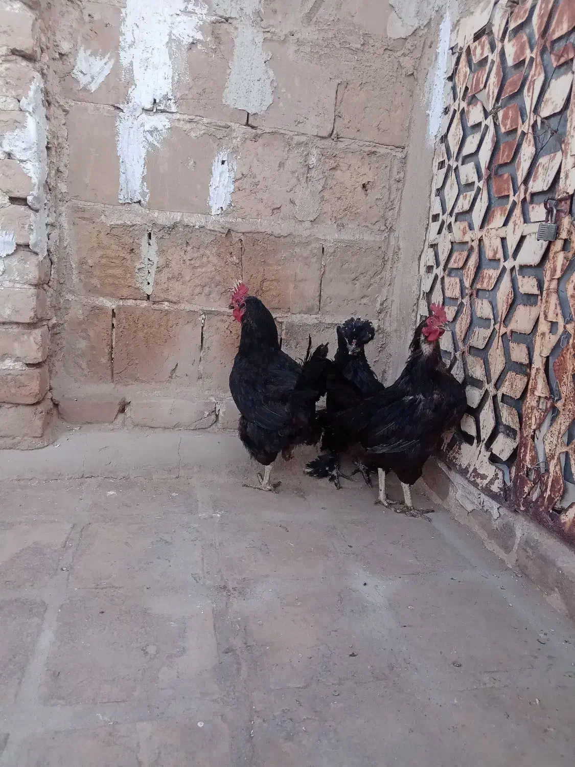 مرغ تخم ده|حیوانات مزرعه|کاشان, پشت شهربانی|دیوار