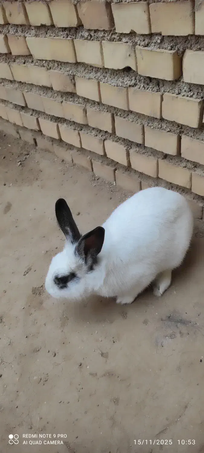 خرگوش|موش و خرگوش|ایذه, |دیوار