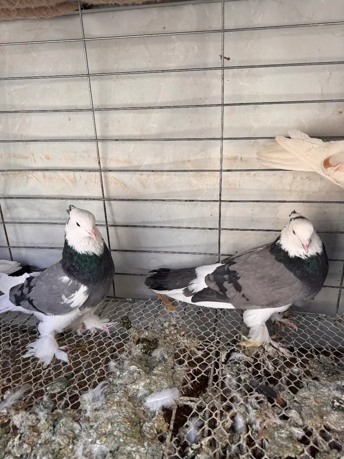 کبوتر|پرنده|خمینی‌شهر, |دیوار