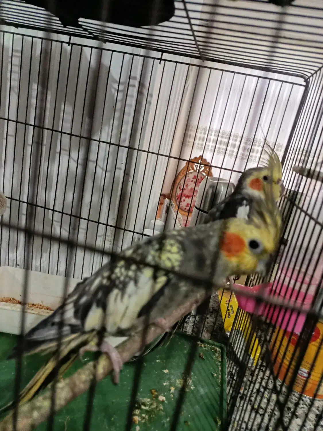 عروس هلندی|پرنده|لیسار, |دیوار