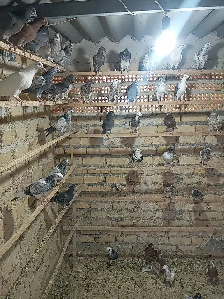 جوجه گرویی|پرنده|آران و بیدگل, |دیوار