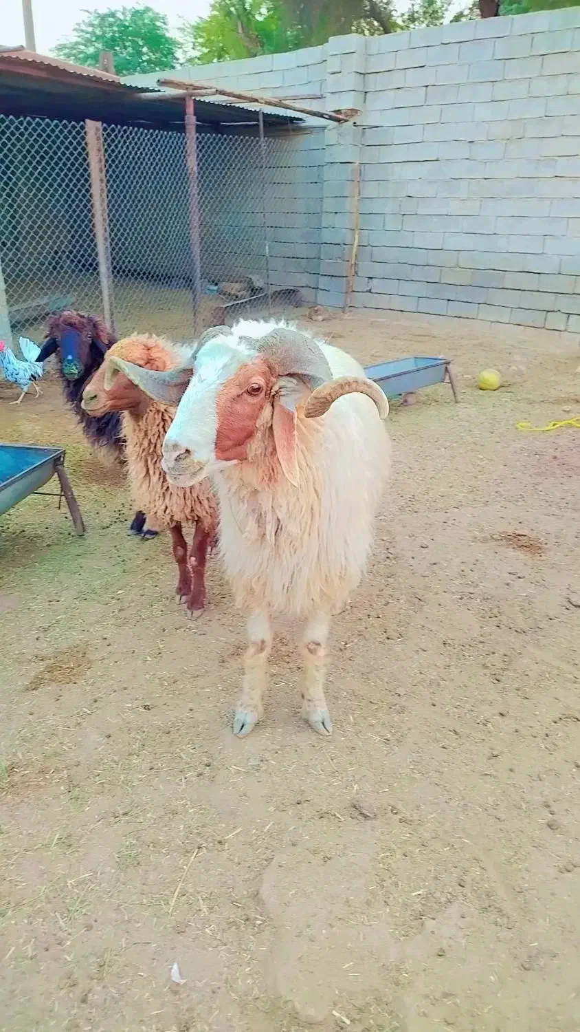 قوچ|حیوانات مزرعه|امیدیه, |دیوار