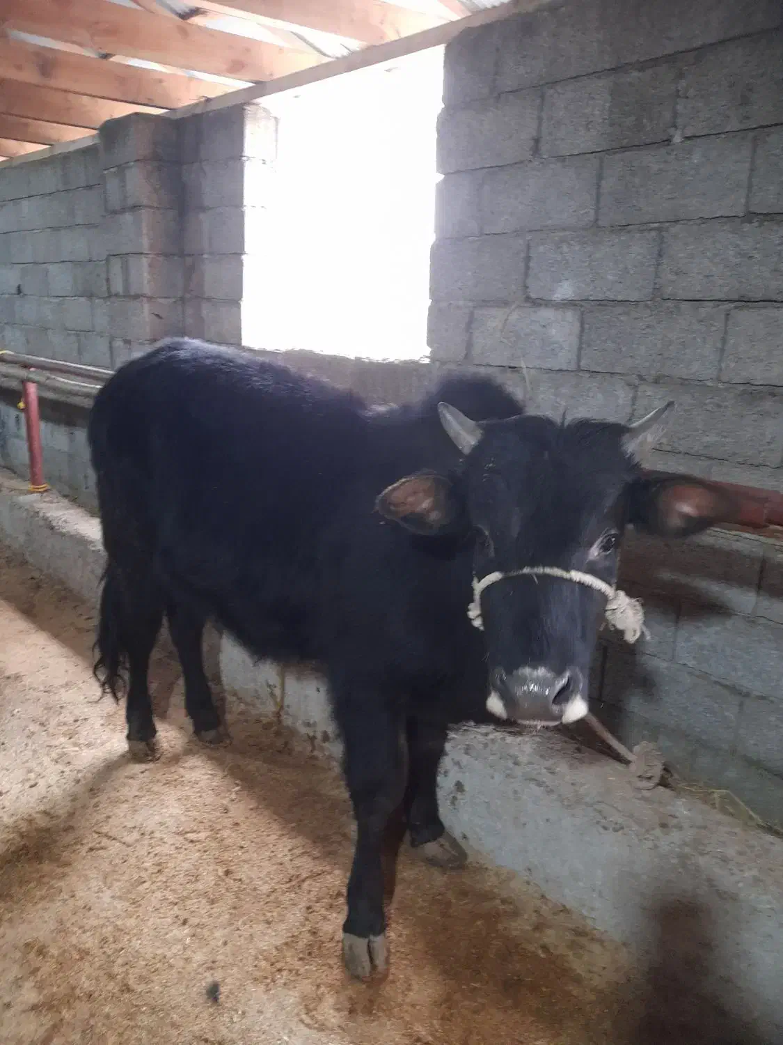 گاو نر|حیوانات مزرعه|رشت, کوی مهر|دیوار