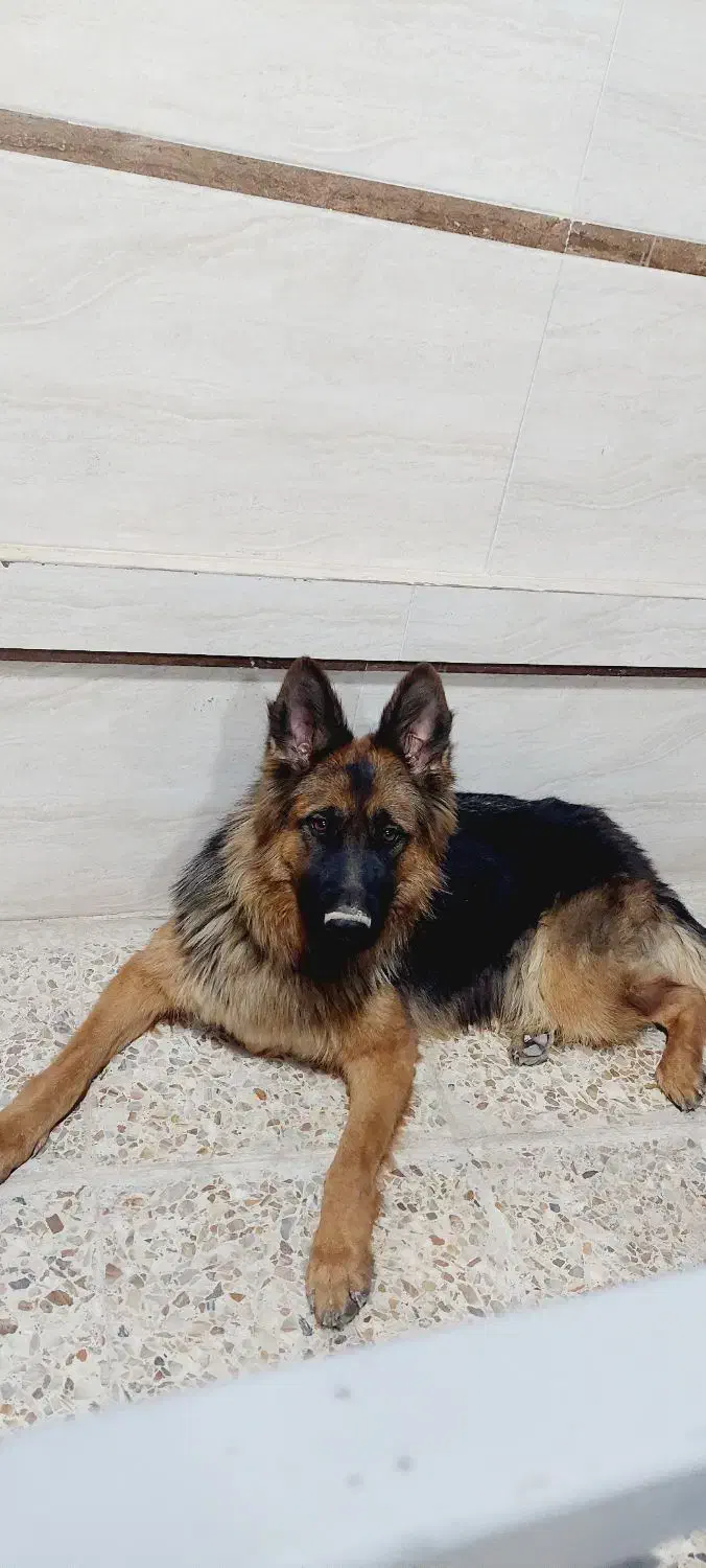 واگذاری ژرمن شولاین ماده ۲ساله|سگ|کازرون, |دیوار