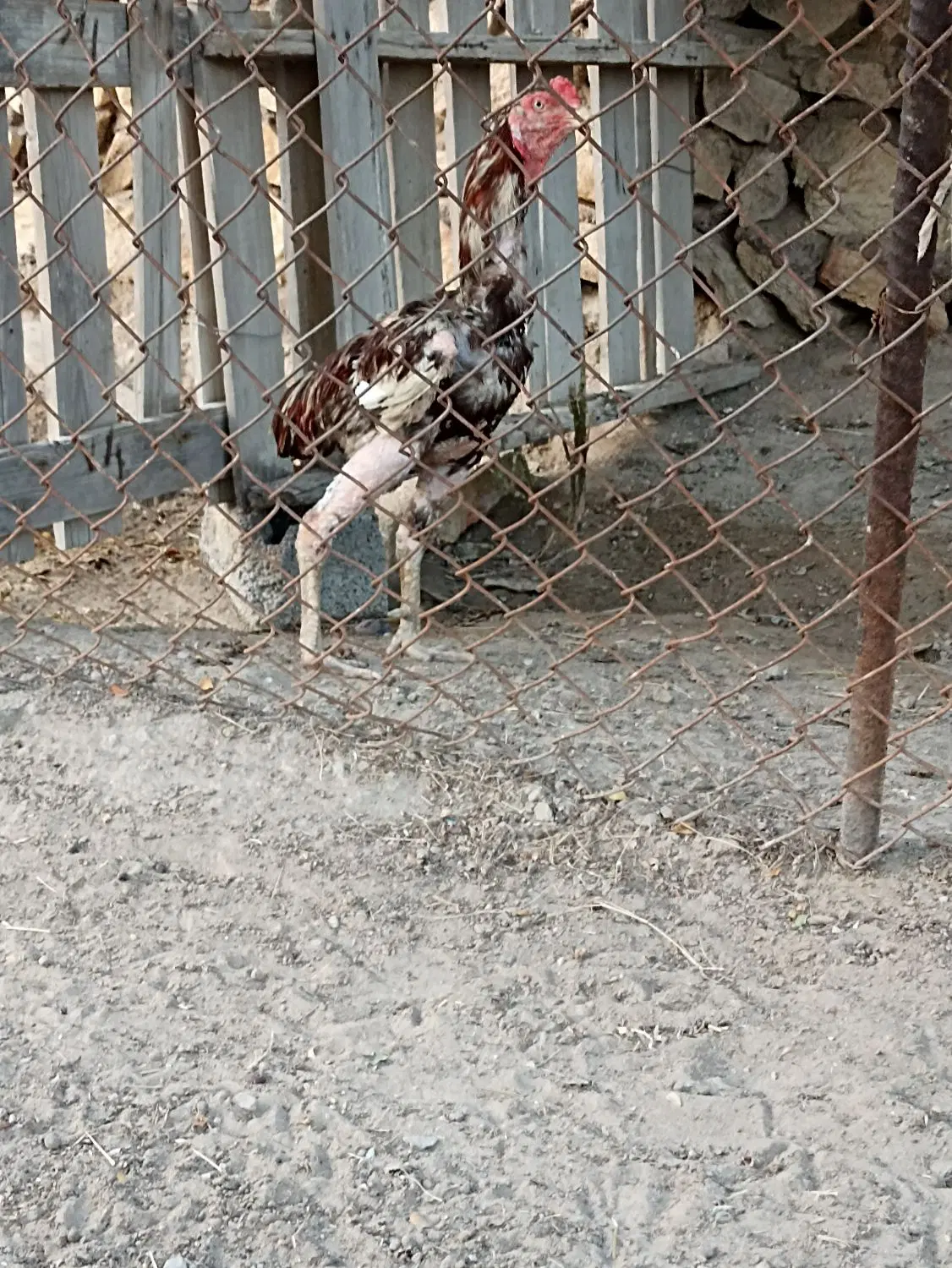 خروس|حیوانات مزرعه|بندرعباس, |دیوار