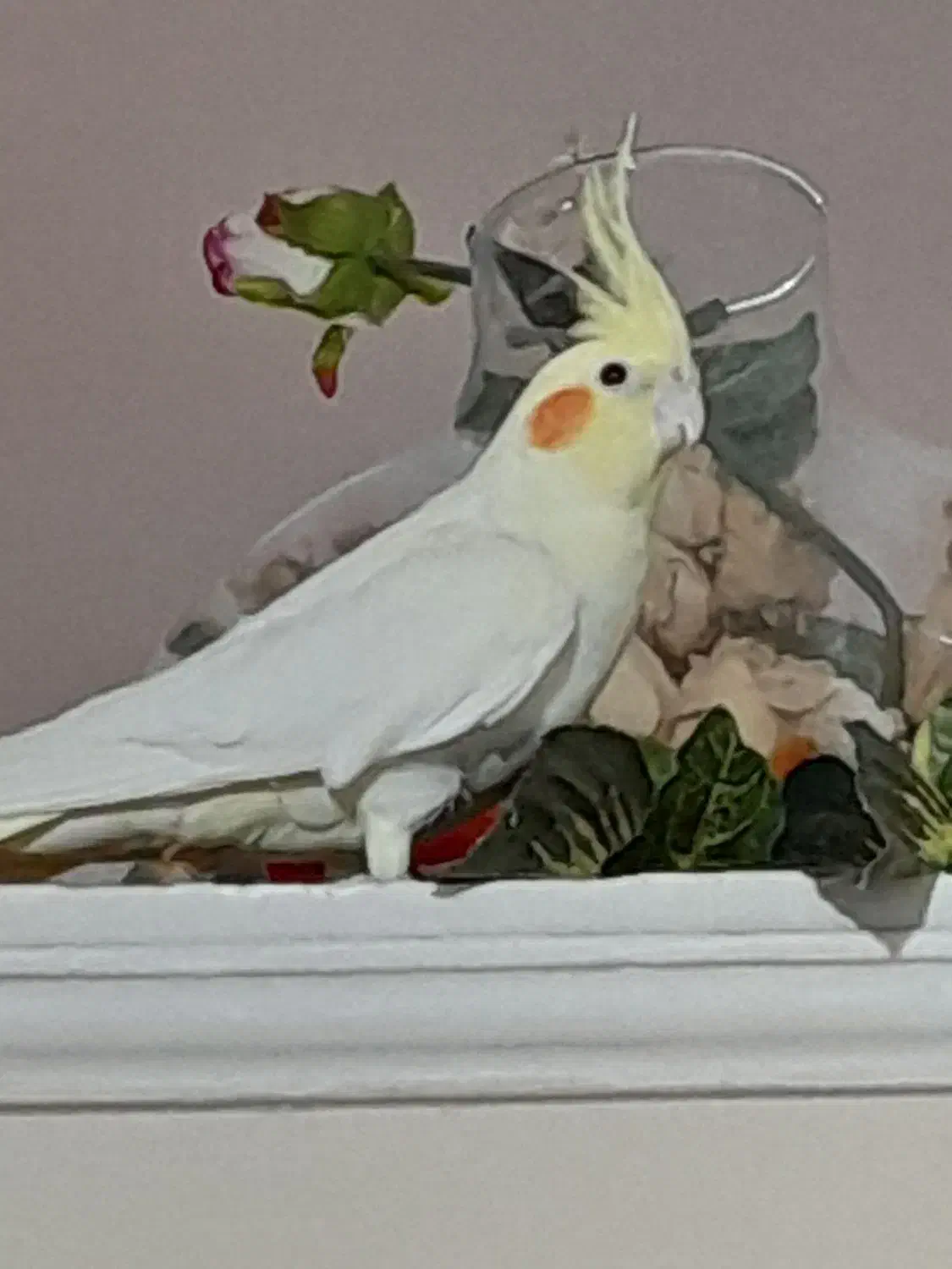 عروس هلندی لوتینو|پرنده|شیراز, معالیآباد|دیوار